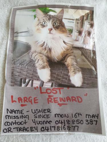 Lost Male Cat last seen Near  sherbrooke road salisbury park, Salisbury Park, SA 5109