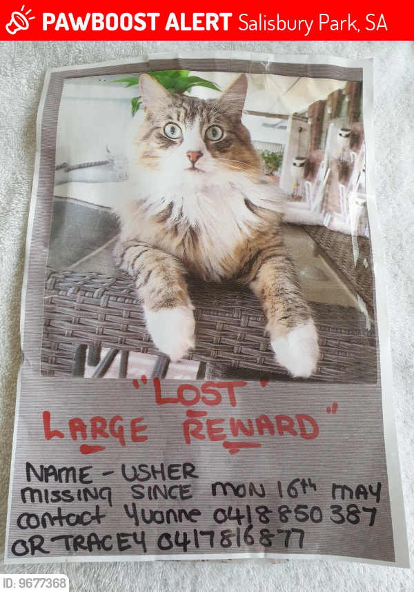 Lost Male Cat last seen Near  sherbrooke road salisbury park, Salisbury Park, SA 5109