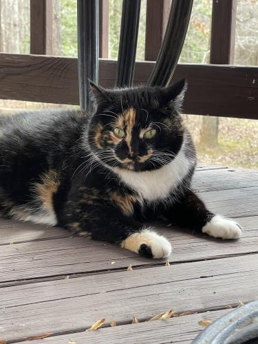 Lost Female Cat last seen Morton rd and cherry Laurel dr, Hickory Ridge, VA 22405