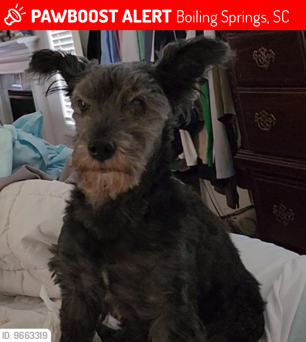 Lost Male Dog last seen Broadleigh Rd. and Clark Rd. near Seay Rd., Boiling Springs, SC 29316