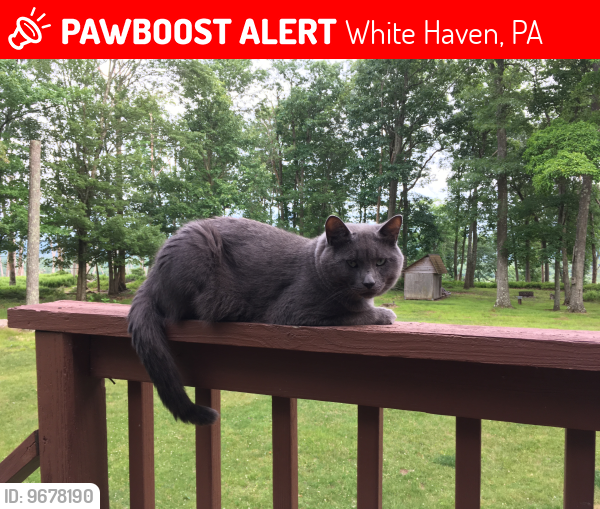 Lost Male Cat last seen White Haven, Near Hickory Hills, White Haven, PA 18661
