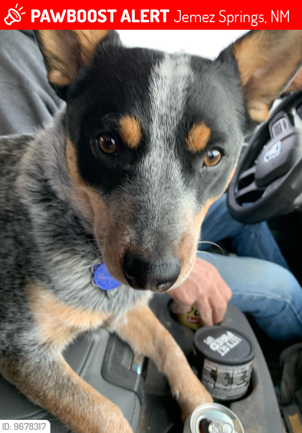 Lost Female Dog last seen Sierra Los Pinos subdivision around Forrest Road 10, Jemez Springs, NM 87025