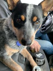 Lost Female Dog last seen Sierra Los Pinos subdivision around Forrest Road 10, Jemez Springs, NM 87025