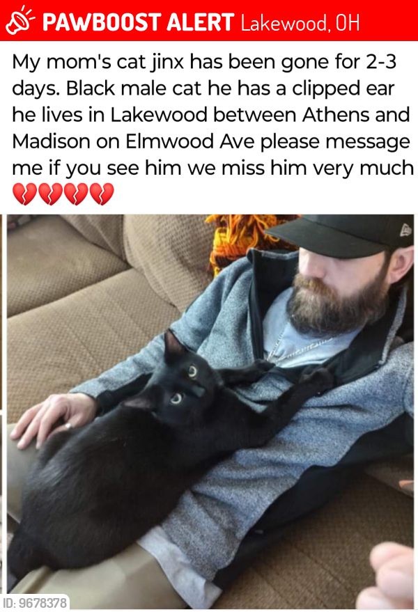 Lost Male Cat last seen Revelry or Elmwood between Athens and Madison, Lakewood, OH 44107