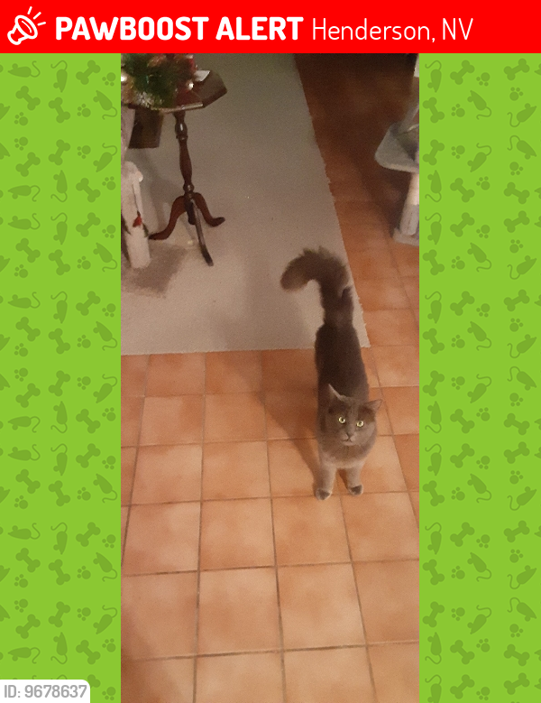 Lost Male Cat last seen Warm Springs Rd. & Green Valley Pkwy., Henderson, NV 89014