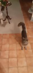 Lost Male Cat last seen Warm Springs Rd. & Green Valley Pkwy., Henderson, NV 89014