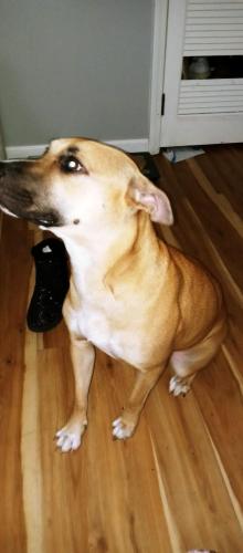 Lost Female Dog last seen Hollingshed rd, Irmo, SC 29063