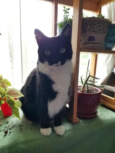 Lost Female Cat last seen Country Club Lane, Franklin County, NC 27597