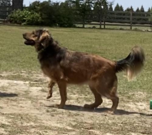 Lost Female Dog last seen John French Road and Philadelphus Rd, Robeson County, NC 28372