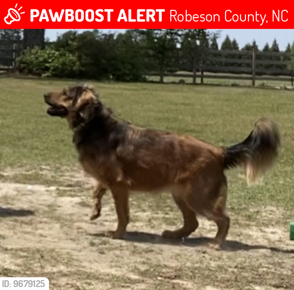 Lost Female Dog last seen John French Road and Philadelphus Rd, Robeson County, NC 28372
