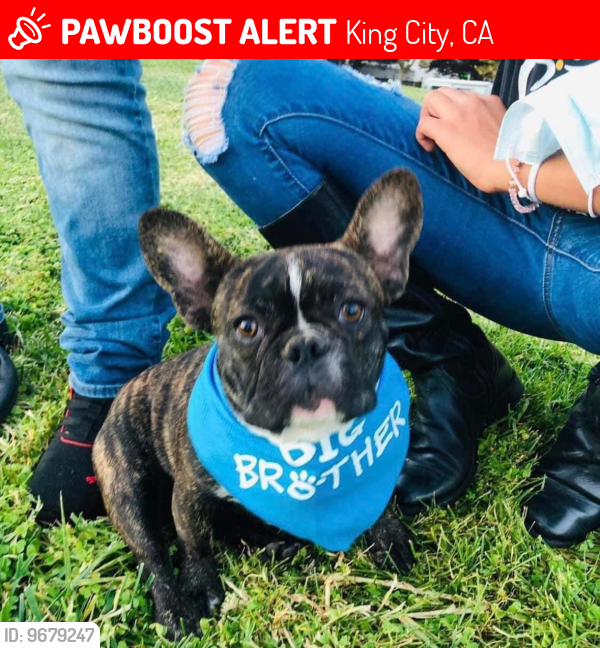 Lost Male Dog last seen SAN Antonio dr king city ca, King City, CA 93930