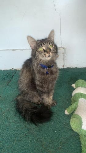 Lost Female Cat last seen Saint Mary Catholic Cemetary, Youngstown, OH 44509