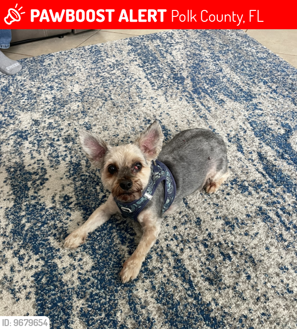 Polk County, FL Lost Male Dog, Tobe Is Missing PawBoost
