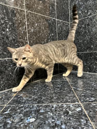 Lost Male Cat last seen Elm Park, Worcester, MA 01609