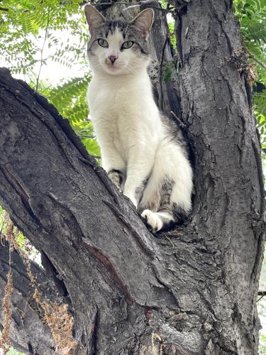 Lost Male Cat last seen N San Antonio Ave & !6th St, Upland, Upland, CA 91784