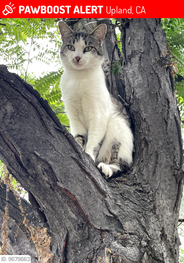 Lost Male Cat last seen N San Antonio Ave & !6th St, Upland, Upland, CA 91784
