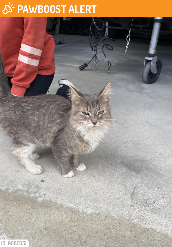 City of the Village of Clarkston, MI Stray Cat Found Near Clarkston rd(02)