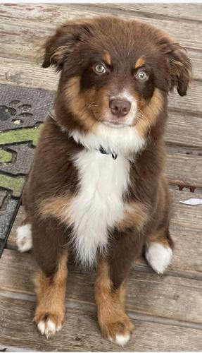 Lost Female Dog last seen Victor and 100th on Olympic Drive, Anchorage, AK 99515