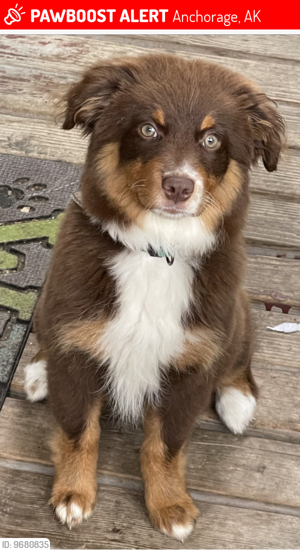 Lost Female Dog last seen Victor and 100th on Olympic Drive, Anchorage, AK 99515