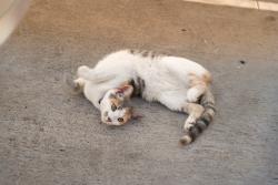 Reunited Female Cat last seen Near E La Palma Ave, Anaheim, CA 92806, USA, Anaheim, CA 92806
