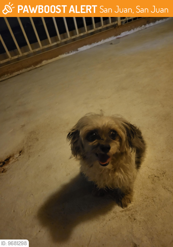Found/Stray Female Dog last seen Farmacia Los Maestros, San Juan, San Juan 00923