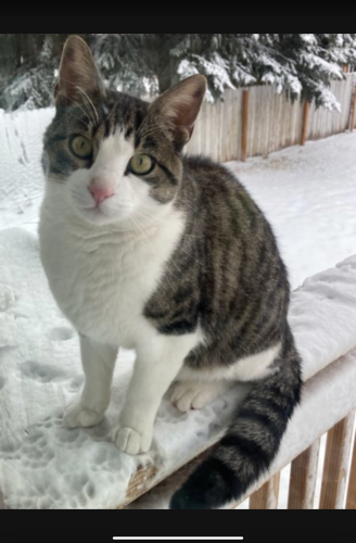Lost Male Cat last seen Ammon Elementary neighborhood , Ammon, ID 83406