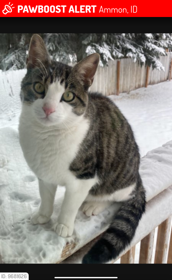 Lost Male Cat last seen Ammon Elementary neighborhood , Ammon, ID 83406