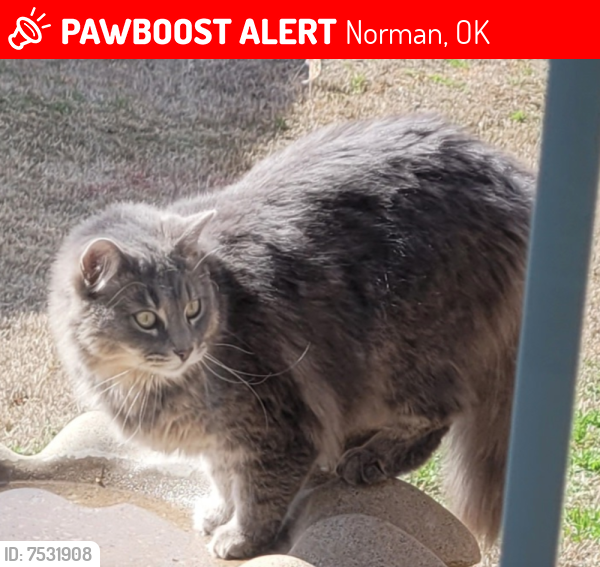 Lost Male Cat last seen Near Dove Crossing Dr , Norman, OK 73072