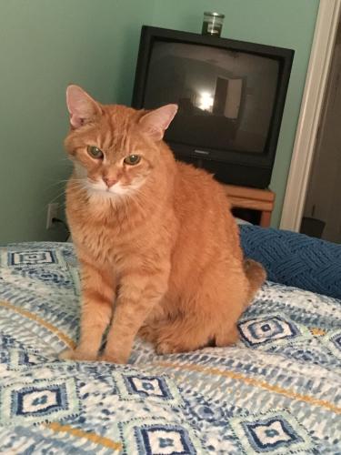 Lost Male Cat last seen Near Bearchase Ct, Colonial Heights, VA 23834