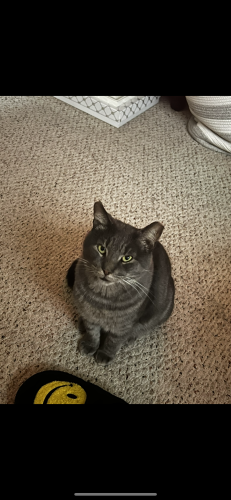 Lost Male Cat last seen Fort Foote Road, Fort Washington MD, Fort Washington, MD 20744