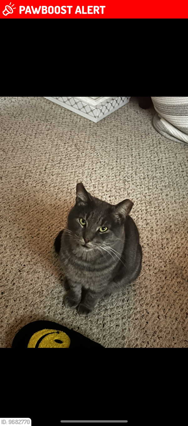 Lost Male Cat last seen Fort Foote Road, Fort Washington MD, Fort Washington, MD 20744