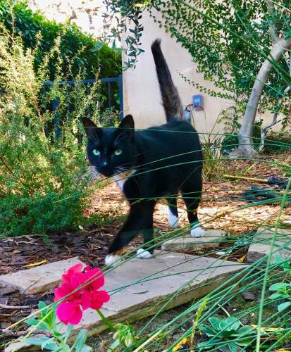 Lost Female Cat last seen Ayres Avenue and Greenfield Avenue Los Angeles 90064, Los Angeles, CA 90064