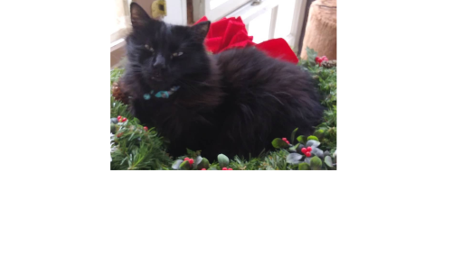 Lost Male Cat in Lee's Summit, MO 64064 Named Taco (ID: 8651713