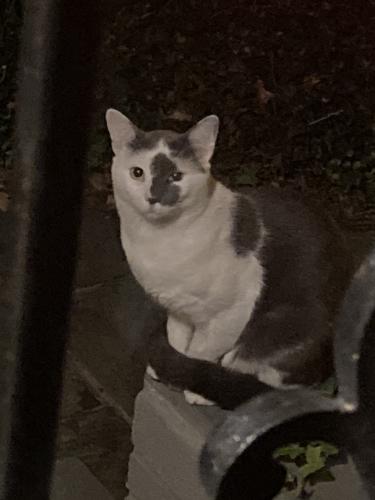 Found/Stray Unknown Cat last seen 39th and S St in Burleith Neighborhood, Washington, DC 20007