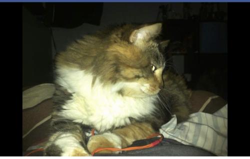 Lost Female Cat last seen Near W. Touhy Ave, Chicago, IL 60626