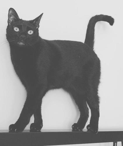 Lost Female Cat last seen Crescent Heights and Olympic, Los Angeles, CA 90048