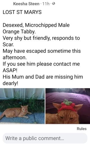 Lost Male Cat last seen Stmarys , Saint Marys, NSW 2760