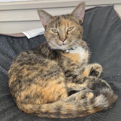 Lost Female Cat last seen Bush Road connecting to Ziegler and John Henry Road, Chattanooga, TN 37421