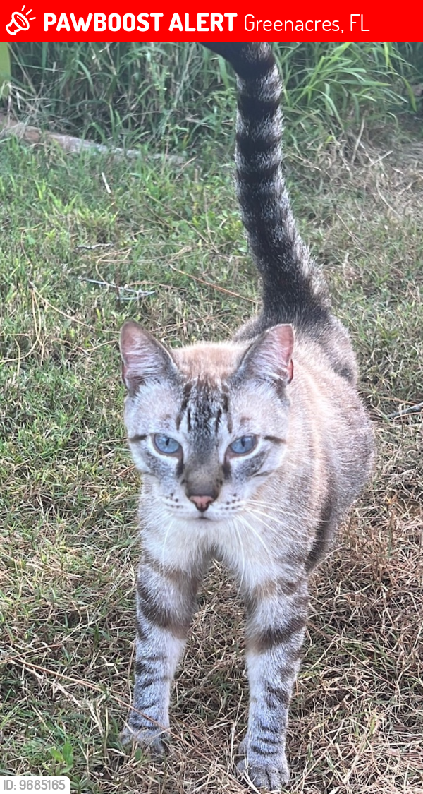 Lost Male Cat last seen Near Pinehurst Drive (Greenacres Freedom Park, Greenacres, FL 33413), Greenacres, FL 33413