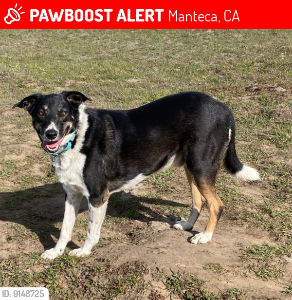 Lost Male Dog last seen Austin road and Moffat , Manteca, CA 95336