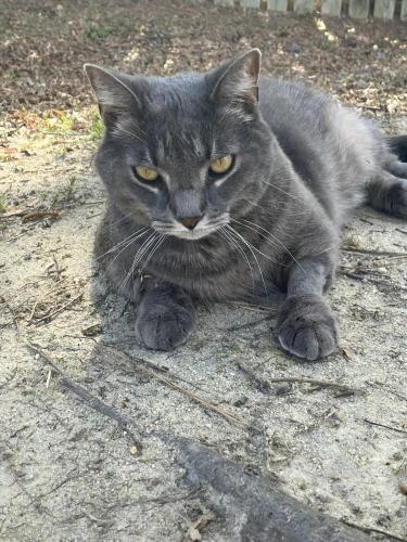 Lost Male Cat last seen Quiet Grove Drive, Persimmon Grove Neighborhood, Lexington County, SC 29072