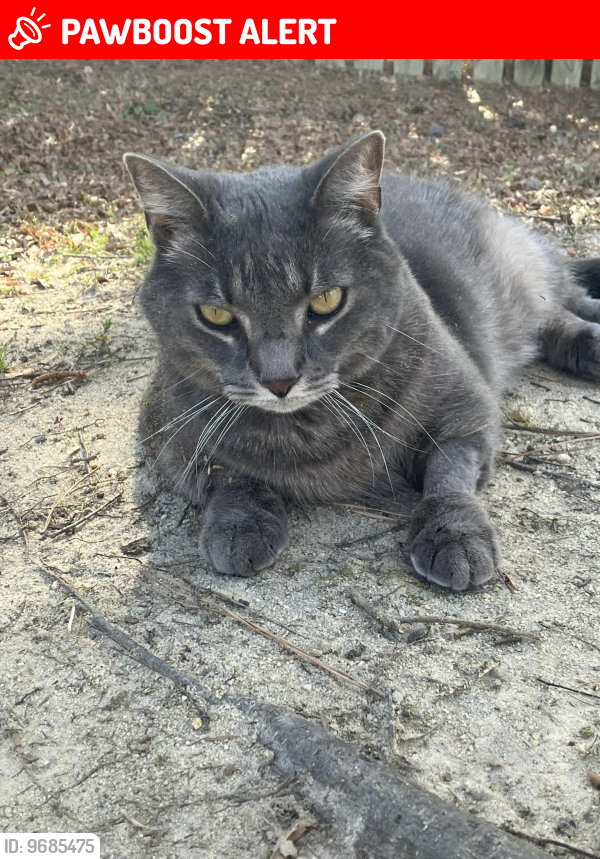 Lost Male Cat last seen Quiet Grove Drive, Persimmon Grove Neighborhood, Lexington County, SC 29072