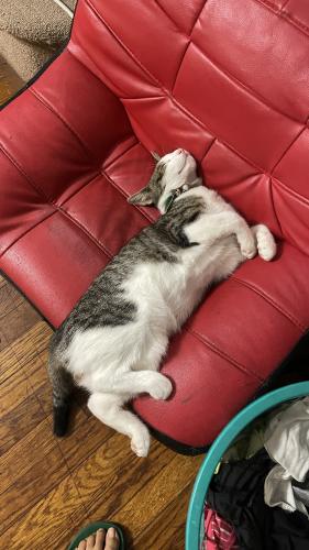 Lost Male Cat last seen 166th St and 32nd Ave corner , Queens, NY 11358