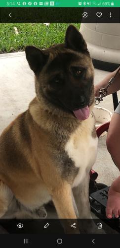 Lost Male Dog last seen Near E. FM 1462 Rd, Alvin, TX 77511