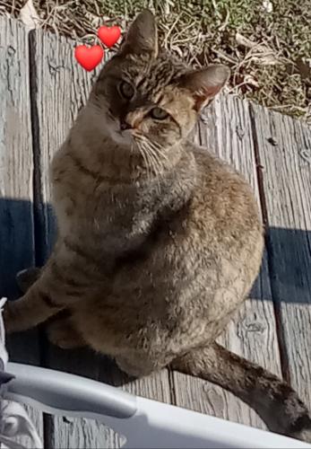 Lost Female Cat last seen Johnson and Wabash (Bellmore Animal hosp Granite City IL), Granite City, IL 62040