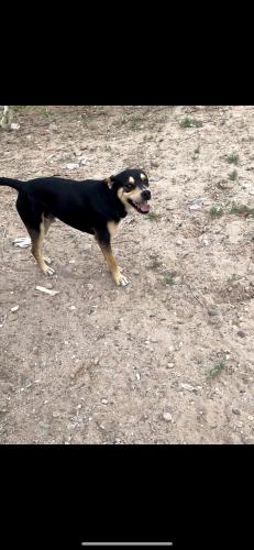 Lost Male Dog last seen Albuquerque, Albuquerque, NM 87102