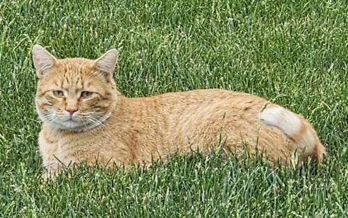 Lost Male Cat in Lee's Summit, MO 64064 Named Taco (ID: 8651713