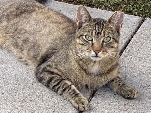 Lost Male Cat last seen 64th Avenue and 138th Street , Queens, NY 11367