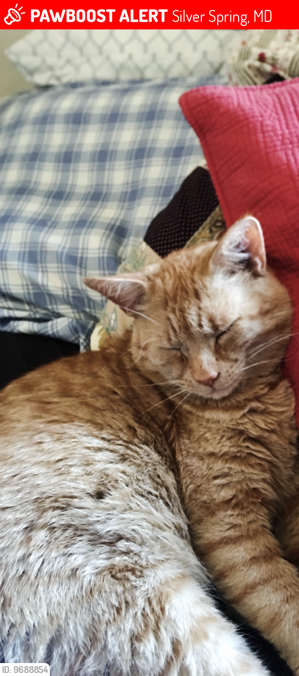 Lost Male Cat last seen Near Valleyfield Court, Silver Spring Md , Silver Spring, MD 20906