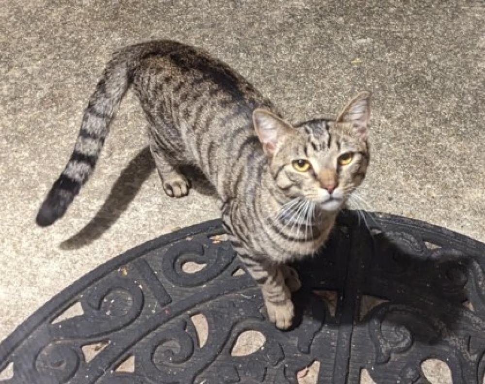 Shelter Stray Male Cat last seen Alexandria, VA, 22306, Beddoo St & Fleming St, Fairfax County, VA, Fairfax, VA 22032
